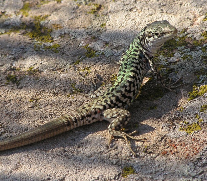 Podarcis siculus ssp.caporiaccoi